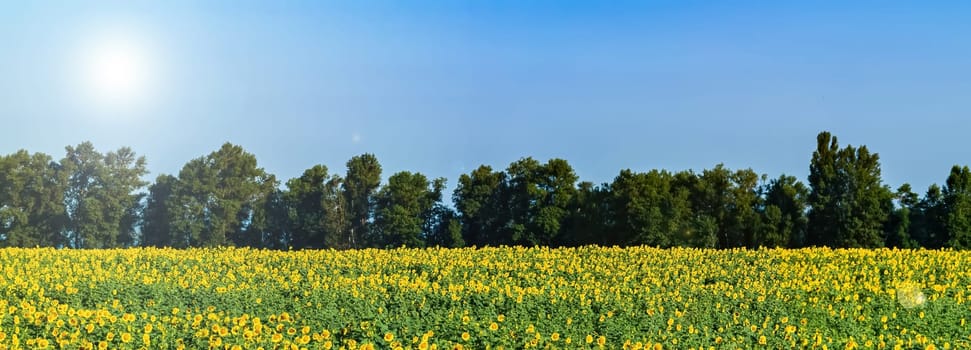 Blooming field of yellow sunflower against the blue sky. Blooming sunflower. Yellow petals of a flower. Sunlight. Blue sky. Agriculture. Agricultural business. Farm. Panoramic photography.