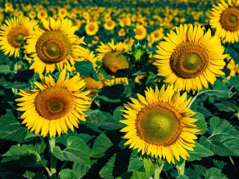 Blooming yellow sunflower agricultural field. Blooming sunflower. Yellow petals of a flower. Sunlight. Blue sky. Agriculture. Agricultural business. Farm. Background image.