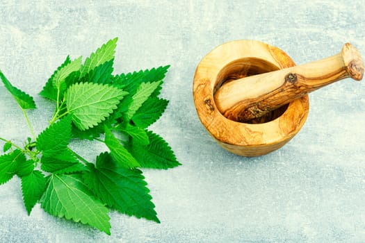 Fresh nettle bunch and wooden rustic mortar. Bush of stinging-nettles, healing herbs