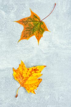 Fallen autumn leaves, herbarium. Autumn yellow and red leaves. Copy space