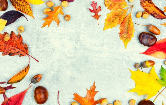 Fallen autumn leaves, herbarium. Autumn yellow and red leaves. Copy space