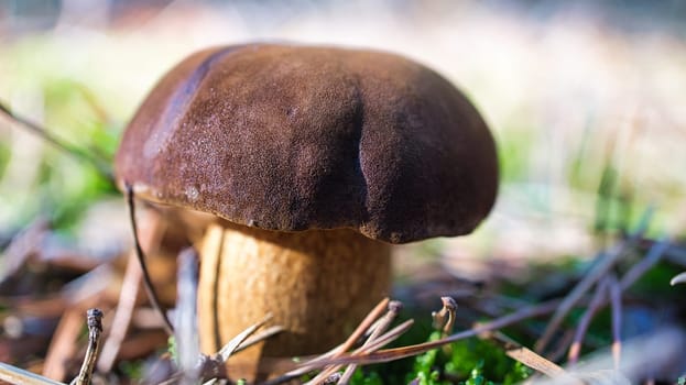 Chestnut, brown cap. Mushroom on the forest floor with moss and pine needles. Edible mushroom collected in the forest. Photo from nature