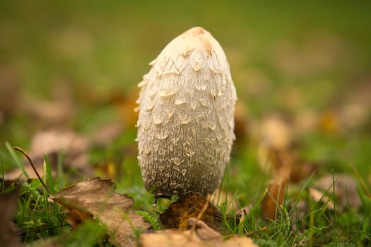 Young crested inkling growing on forest floor between moss and needles. Nature photo from wood