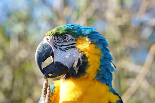 Portrait of a yellow macaw on a branch. The parrot bird is an endangered species. Animal photo