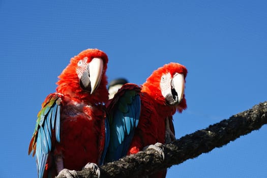 Portrait of two red macaws on a branch. The parrot bird is an endangered species. Animal photo