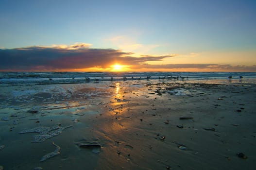 Sunset on the beach in Denmark. Shells in the foreground. Walk on the coast. Landscape photo by the sea