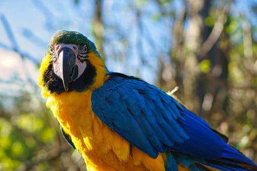 Portrait of a yellow macaw on a branch. The parrot bird is an endangered species. Animal photo