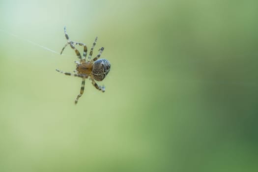 Cross spider crawling on a spider thread. Halloween fright. Blurred background. A useful hunter among insects. Arachnid. Animal photo from the wild.