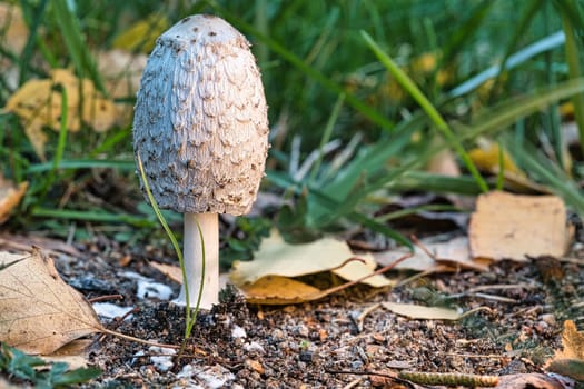 Young crested inkling growing on forest floor between moss and needles. Nature photo from wood