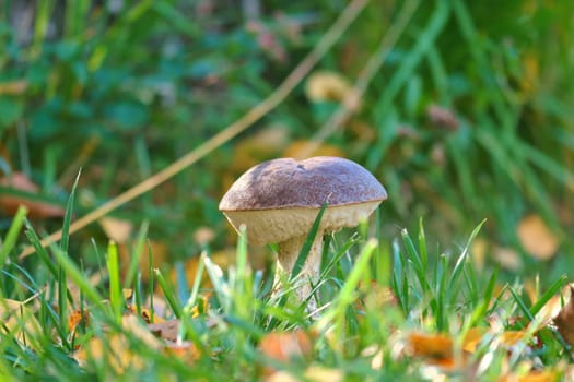 Chestnut, brown cap. Mushroom on the forest floor with moss and pine needles. Edible mushroom collected in the forest. Photo from nature