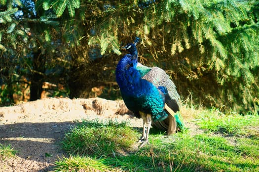 Bird peacock strutting across a green meadow. Elegant bird in magnificent colors. Animal photo