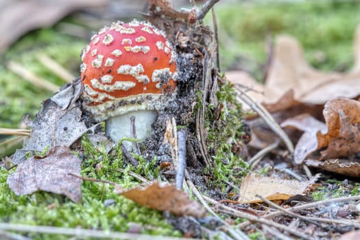Toadstool at the bottom of a coniferous forest in the woods. Poisonous mushroom. Red cap with white spots. Close up from nature in forest