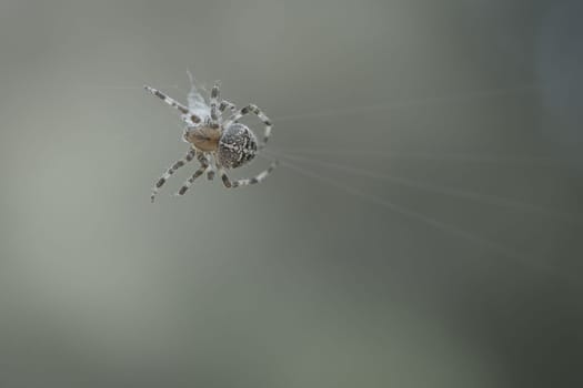 Cross spider shot crawling on a spider thread. Halloween fright. Blurred background. A useful hunter among insects. Arachnid. Animal photo from the wild.