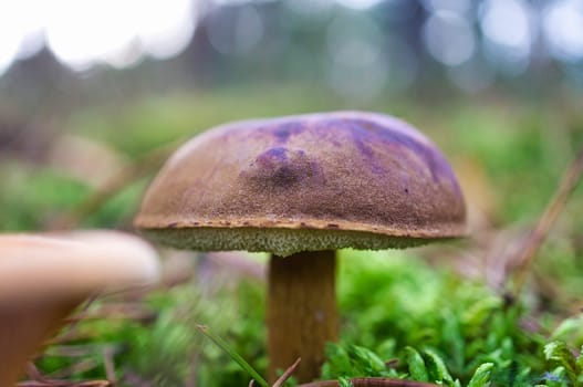 Chestnut, brown cap. Mushroom on the forest floor with moss and pine needles. Edible mushroom collected in the forest. Photo from nature