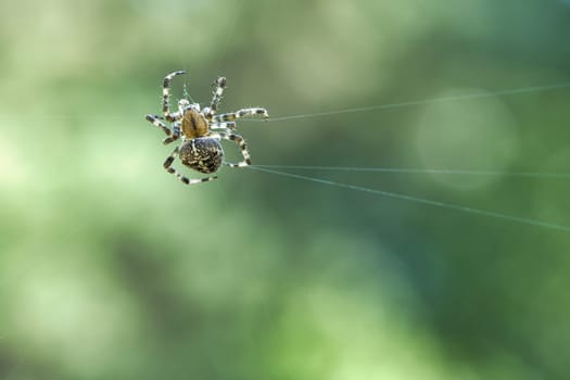 Cross spider shot crawling on a spider thread. Halloween fright. Blurred background. A useful hunter among insects. Arachnid. Animal photo from the wild.