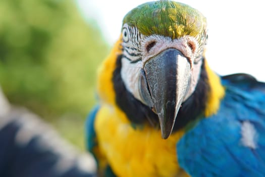 Portrait of a yellow macaw on a branch. The parrot bird is an endangered species. Animal photo
