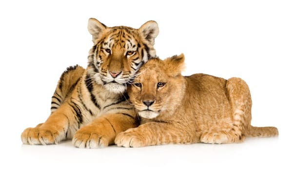 Lion Cub (5 months) and tiger cub (5 months) in front of a white background