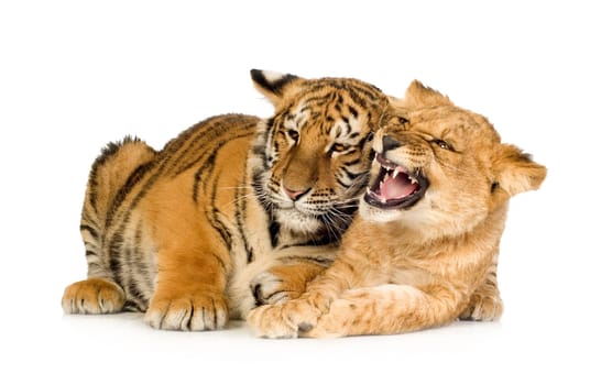 Lion Cub (5 months) and tiger cub (5 months) in front of a white background