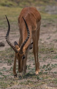portrait of an impala antelope, Aepyceros melampus, Botswana