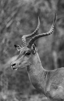 portrait of an impala antelope, Aepyceros melampus, Botswana