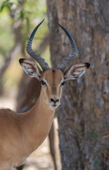 portrait of an impala antelope, Aepyceros melampus, Botswana