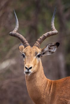 portrait of an impala antelope, Aepyceros melampus, Botswana