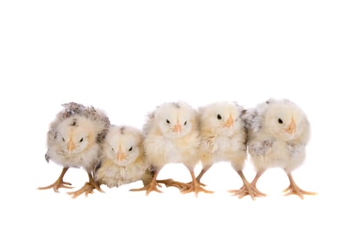 Cute little easter chickens sitting together in a row