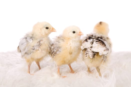 Cute little chicks in a row with one who has turned his back