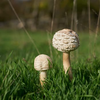 two young Shaggy parasol, Chlorophyllum rhacodes, on a green meadow in autumn