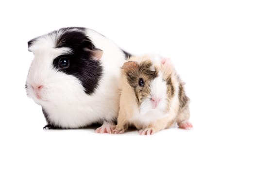 Mother and baby guinea pig sitting together on white