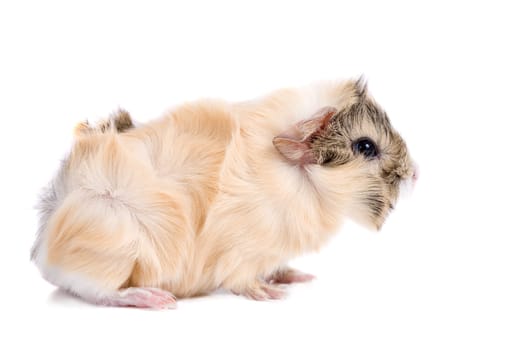 Cute little guinea pig on white background