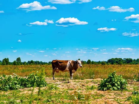 Pet cow on a pasture on a sunny day with blue sky. Dairy cow. Agricultural business. Cattle. Farm ranch. Feed animals. Blue sky with clouds. Sunny day. Summer season.
