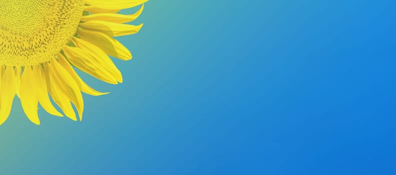 Yellow sunflower flower in sunlight against a blue sky. Blooming sunflowers. Agricultural business. Organic farm. Colors of the Ukrainian flag. Template for text. The beauty.