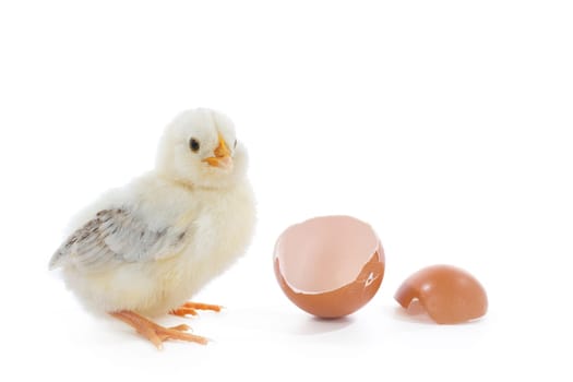 little baby chick with egg
