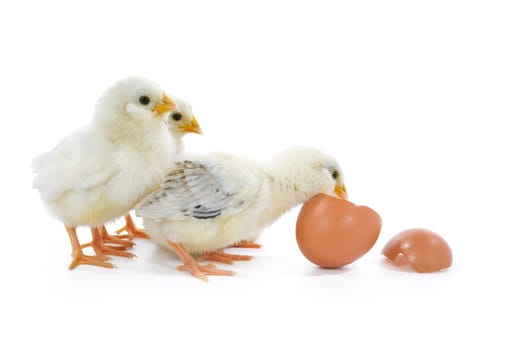 little baby chicks with egg