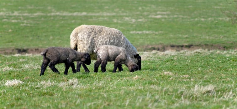 Adorable Spring lamb