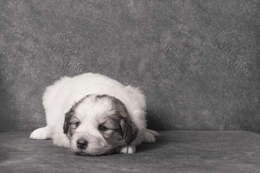 The cute sad white sheperd puppy is lying down on gray background.