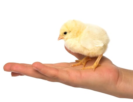 Holding a cute chick in hand