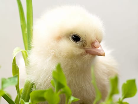 baby chick hatched from egg
