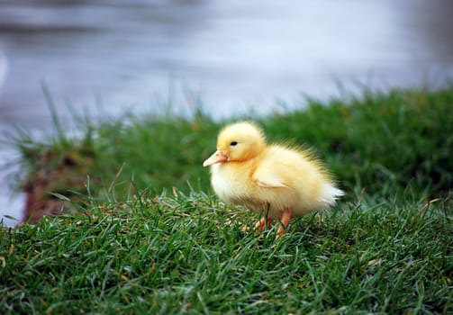 Newly born ducklings