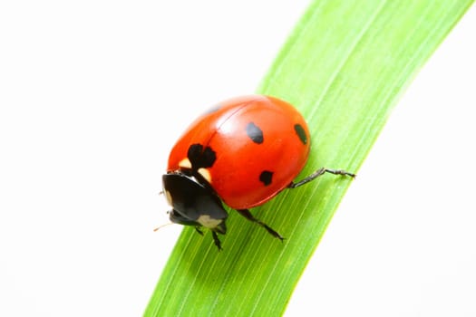 red ladybug on green grass isolated