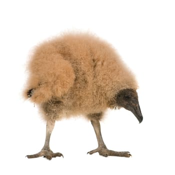Eurasian Eagle Owl - Bubo bubo (6 weeks) in front of a white background