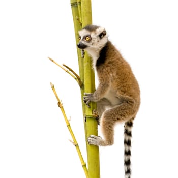 Ring-tailed Lemur (6 weeks) - Lemur catta in front of a white background
