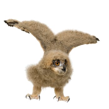 Eurasian Eagle Owl - Bubo bubo (6 weeks) in front of a white background