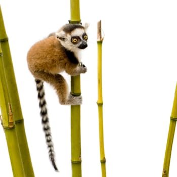 Ring-tailed Lemur (6 weeks) - Lemur catta in front of a white background