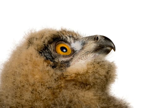 Eurasian Eagle Owl - Bubo bubo (6 weeks) in front of a white background
