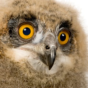Eurasian Eagle Owl - Bubo bubo (6 weeks) in front of a white background