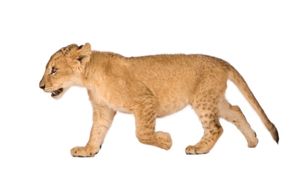 Lion Cub (4 months) in front of a white background
