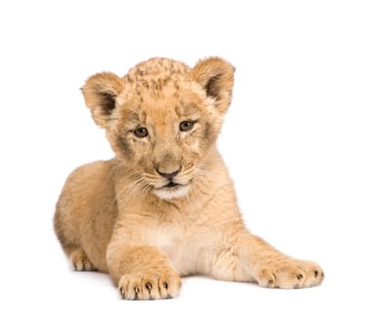 Lion Cub (8 weeks) in front of a white background