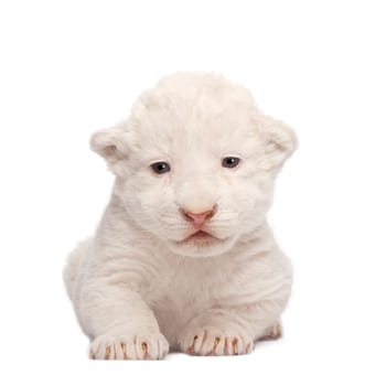 White Lion Cub (1 week) in front of a white background